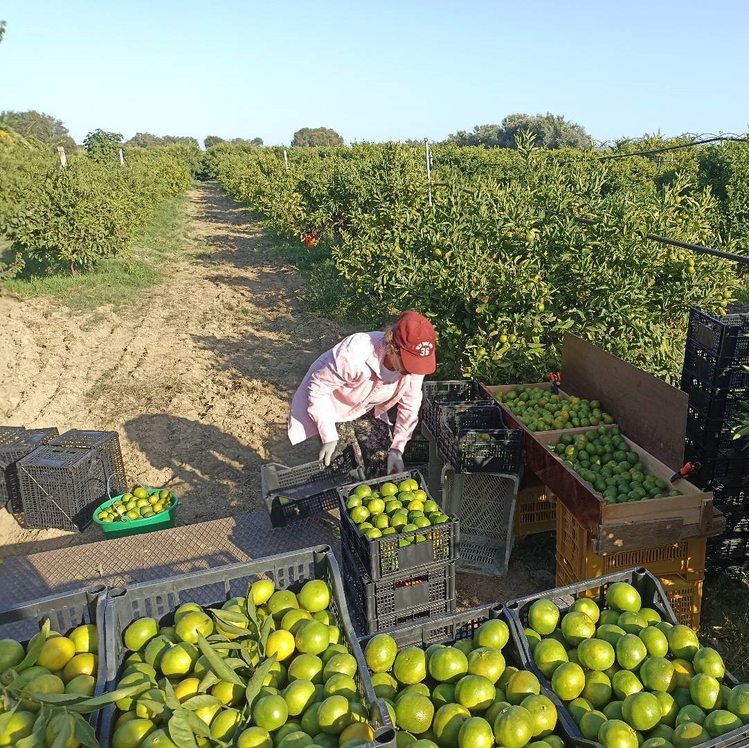 BIOMELE - Produttore bio lucano