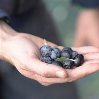 albero di olivo “leccino”